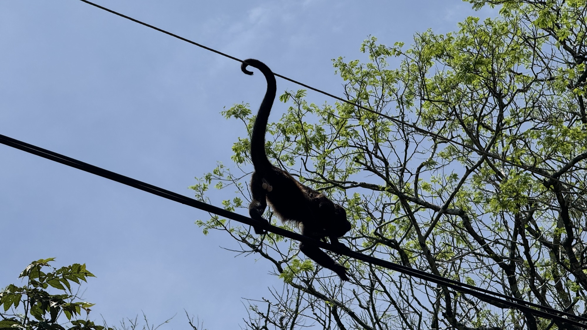 Costa Rica: Pt 21 – Monkey Business